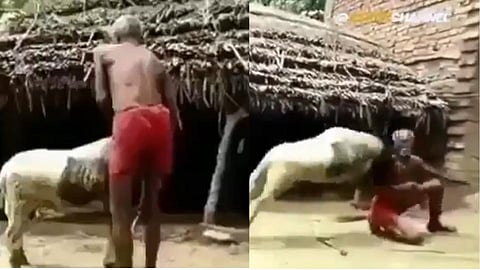 Video : नडला त्याला तोडला! बकऱ्याशी पंगा घेणं वृद्धाला पडलं महागात