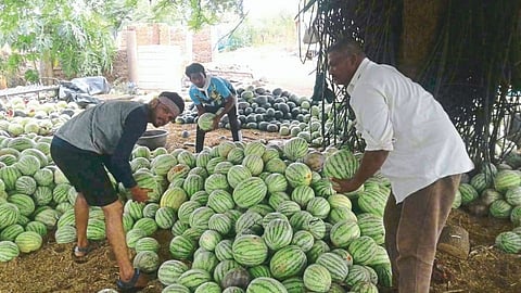 watermelon