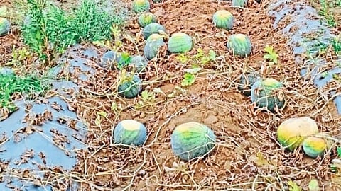 शेकडो टन कलींगड सडताहेत शेतातच: सिंधुदुर्गातील स्थिती