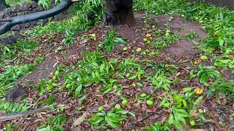 Tauktae Cyclone Effects : सिंधुदुर्गात 172 गावांतील 1059 शेतकऱ्यांचे नुकसान  