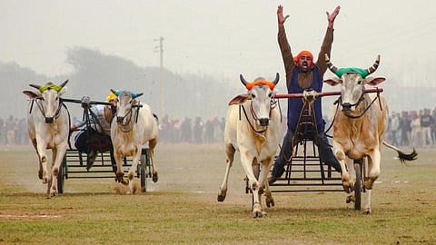 Bullock Cart Race