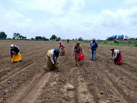 कोतेवाडा शिवारामध्ये कपाशीचे खंगे डोबताना महिला शेतमजूर
