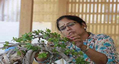 बोन्साय’ ते ‘थीम पार्क इंडिया’