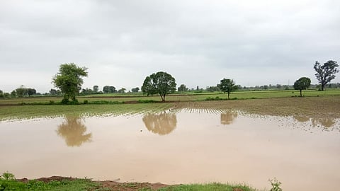 Video: शेतकऱ्यांचा सामुहिक आत्महत्येचा इशारा; २० हेक्टरवरील पिकांचे नुकसान