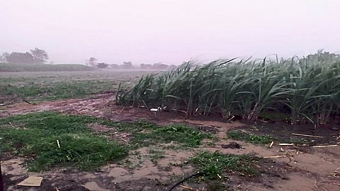 मदनसुरी (जि.लातूर) : गुरुवारी सायंकाळी झालेला पाऊस. 