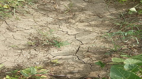 अर्धापूरता (जि.नांदेड) : गेल्या पंधरा दिवसांपासून पावसाने ओढ दिल्याने खरिपांच्या पिकांची अवस्था नाजुक झाली असून जमिनीला भेगा पडल्या आहेत. 