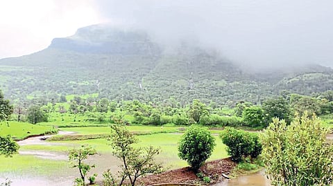 nashik rain update igatpuri taluka has received 109 mm of rain in a single day 