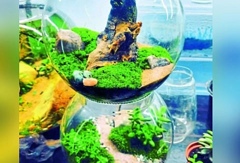 Kolhapur : जंगली वनस्पतीपासून आकर्षक कलाकृती