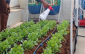 गच्चीत फुलवा सेंद्रिय भाजीपाला, फुलझाडे