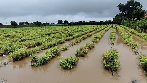 ढगफुटीमुळे शेतीचं मोठं नुकसान