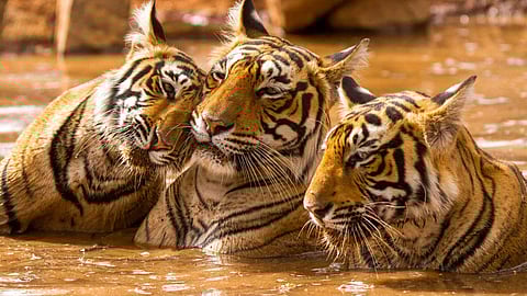 वाघ संवर्धनासाठी शनिवारी कऱ्हाडमधून रॅली 
