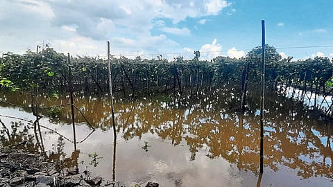 Gulab cyclone damage agriculture