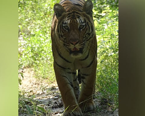 pench