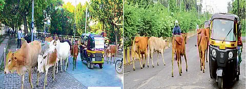 नांदेड : मोठ्या दुर्घटनेनंतरच प्रशासनाला येईल का जाग