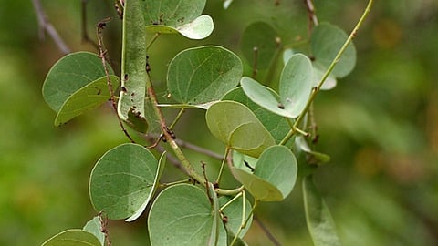 आपट्याची पान 