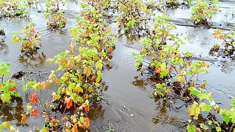 Rain damage cotton farming
