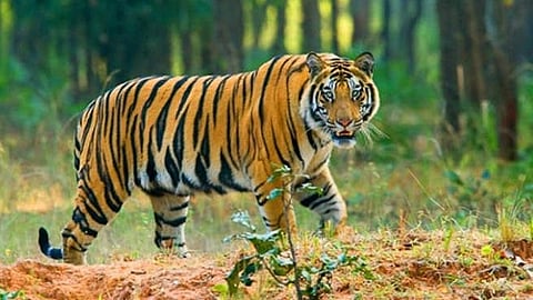 गडचिरोली : वाघाने केले महिलेला ठार