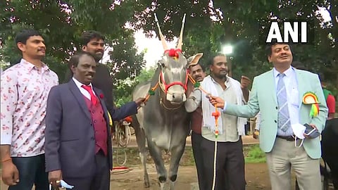 एक कोटीचा बैल