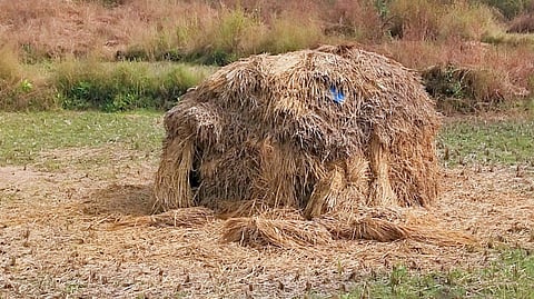 रायगड : अवकाळी पावसाने मुक्या जनावरांच्या वैरणीचा प्रश्न ऐरणीवर