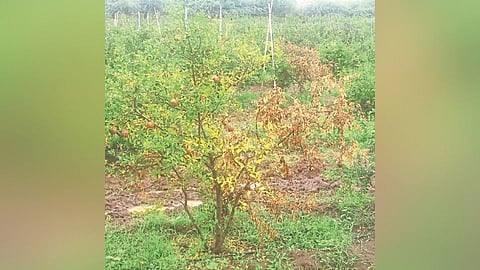 Solapur 