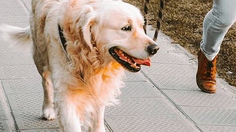 Pimpri chinchwad : श्वानाने उघड्यावर शौच केल्यास मालकाला पाचशे रुपये दंड