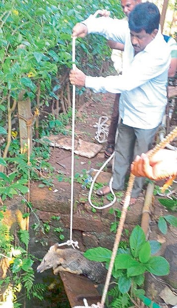 झोपाळ्यावर बसून कोल्हा आला विहिरीबाहेर
