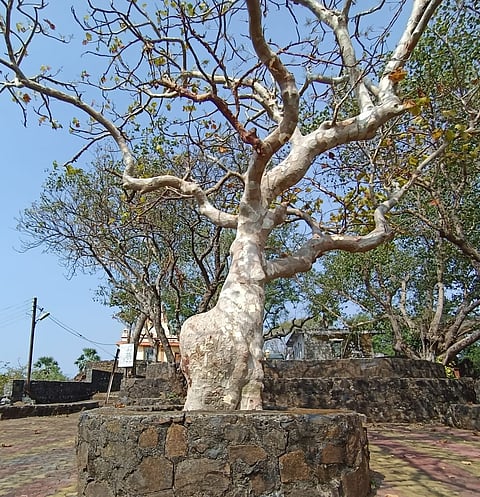 Sterculia urens tree