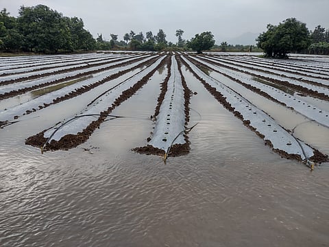 Wada Farms