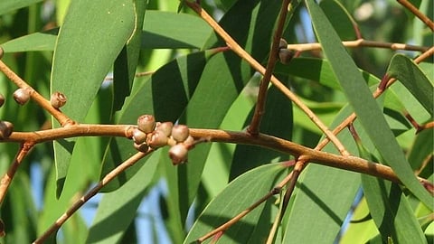 Eucalyptus Leaves Benefits