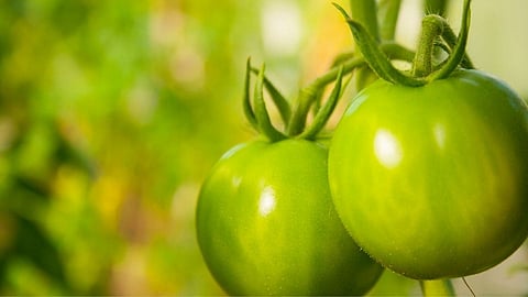 फक्त लाल नव्हे तर, हिरवे टोमॅटोही खा, आरोग्यास अनेक फायदे