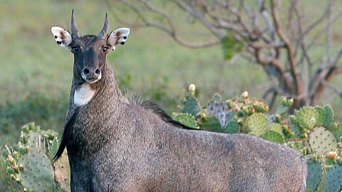 Nilgai hunting in Erandol forest jalgaon