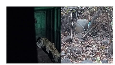 Leopard rescue