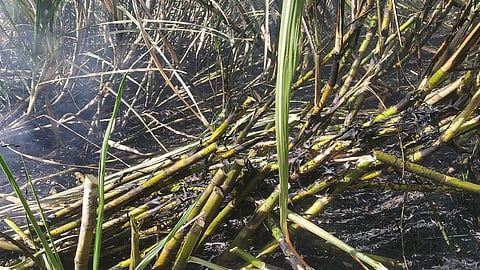 Sugarcane Producing Farmers News