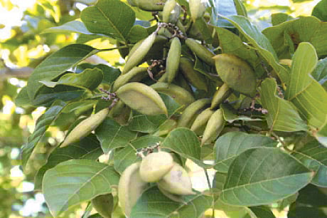 names of 80 villages in district from the plant kolhapur