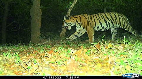 राधानगरी अभयारण्यात लावलेल्या ट्रॅप कॅमेऱ्यात कैद झालेला आणि पूर्ण वाढ झालेला पट्टेरी वाघ.