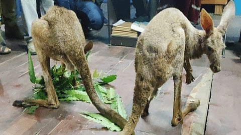 Kangaroo found in West Bengal