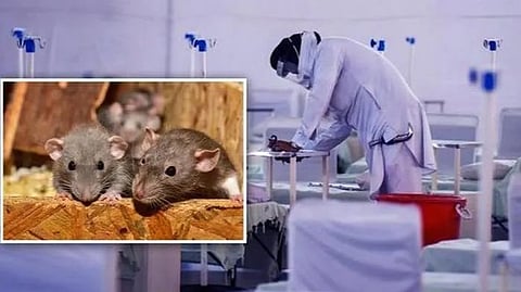 patient  was bitten by a rat