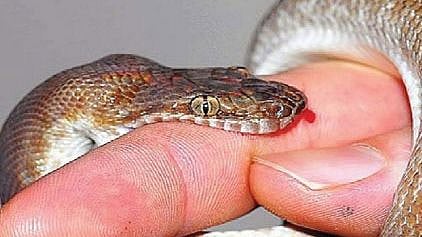 Most deaths due to snake bites in Odisha
