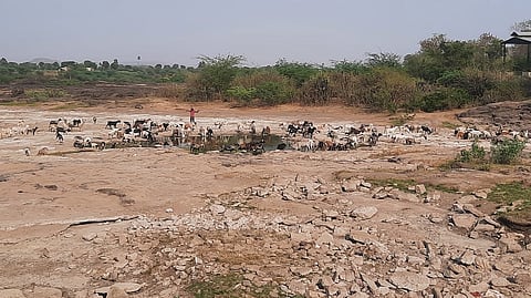 अंबासन : मोसम नदीपात्रातील डबक्यातून तहान भागवताना मेंढरे