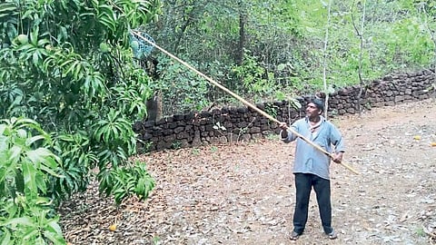 weather update Rising temperatures and possibility of unseasonal rains mango harvesting in Devgad taluka