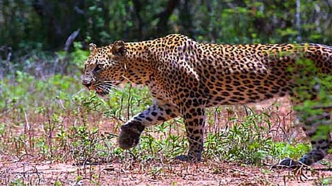 Aurangabad increasing leopard attack Four goats die