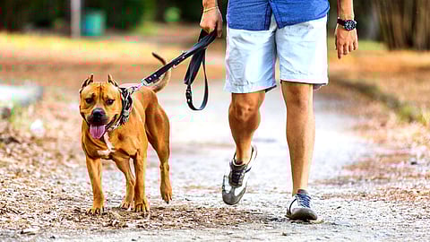 Nanded no one follow Pets record law 