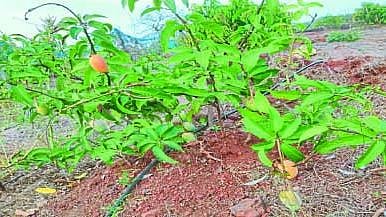 ATM mango tree