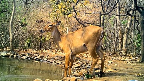 Akola 60 artificial water storage and 30 forest ponds constructed under MGNREGA scheme 