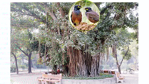banyan tree