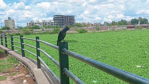 जलपर्णीवर 