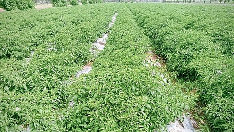 Aurangabad Chilli Crop