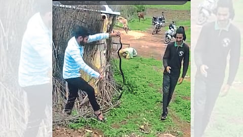 cobra found in cattle shed latest marathi news