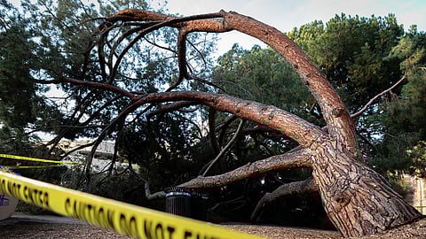 Tree Falling reference image latest news