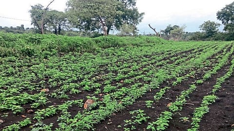 Akola farmer compensation Demand crops Damage